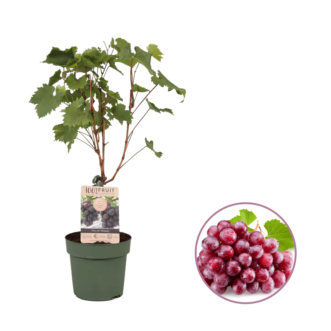 Viti Regal - Casanova Lonati