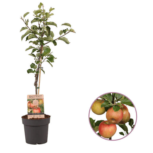 MelaPianta Regalo Personalizzabile - Azzano San Paolo