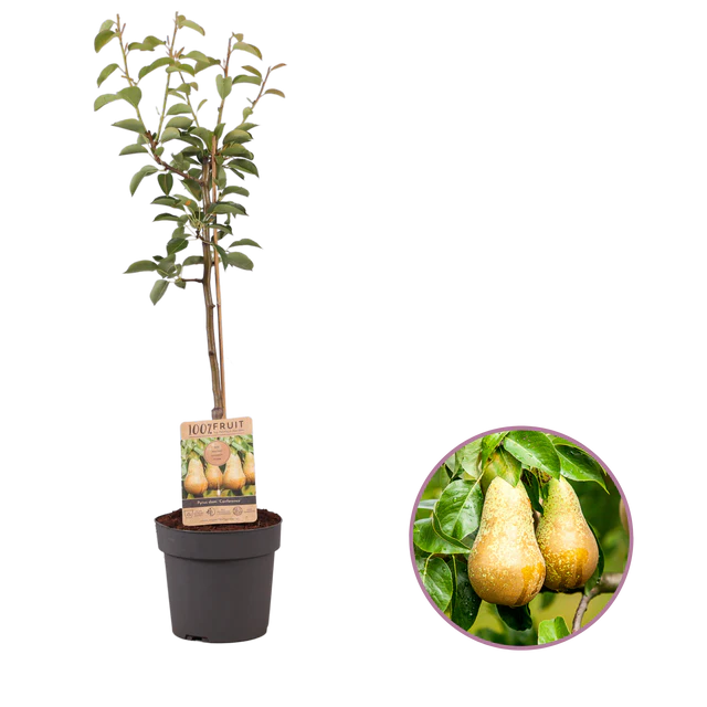 Albero di Pera Personalizzabile - Roncadelle stampato con logo