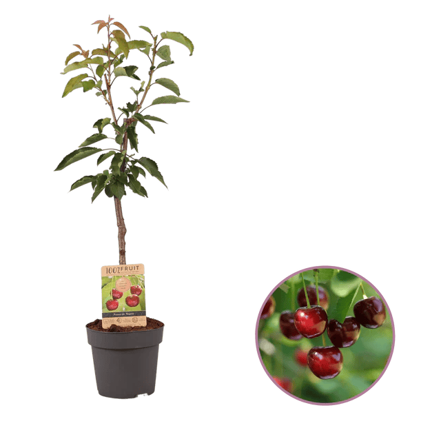 Albero di Ciliegio Regalo - Torre d’Isola