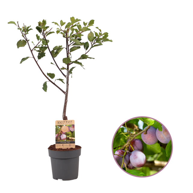 Pruneto Gioiello - Mazzo di Valtellina